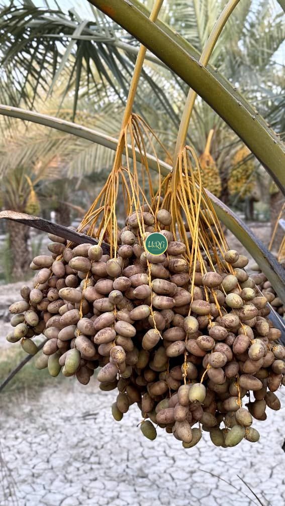 آفت خرما