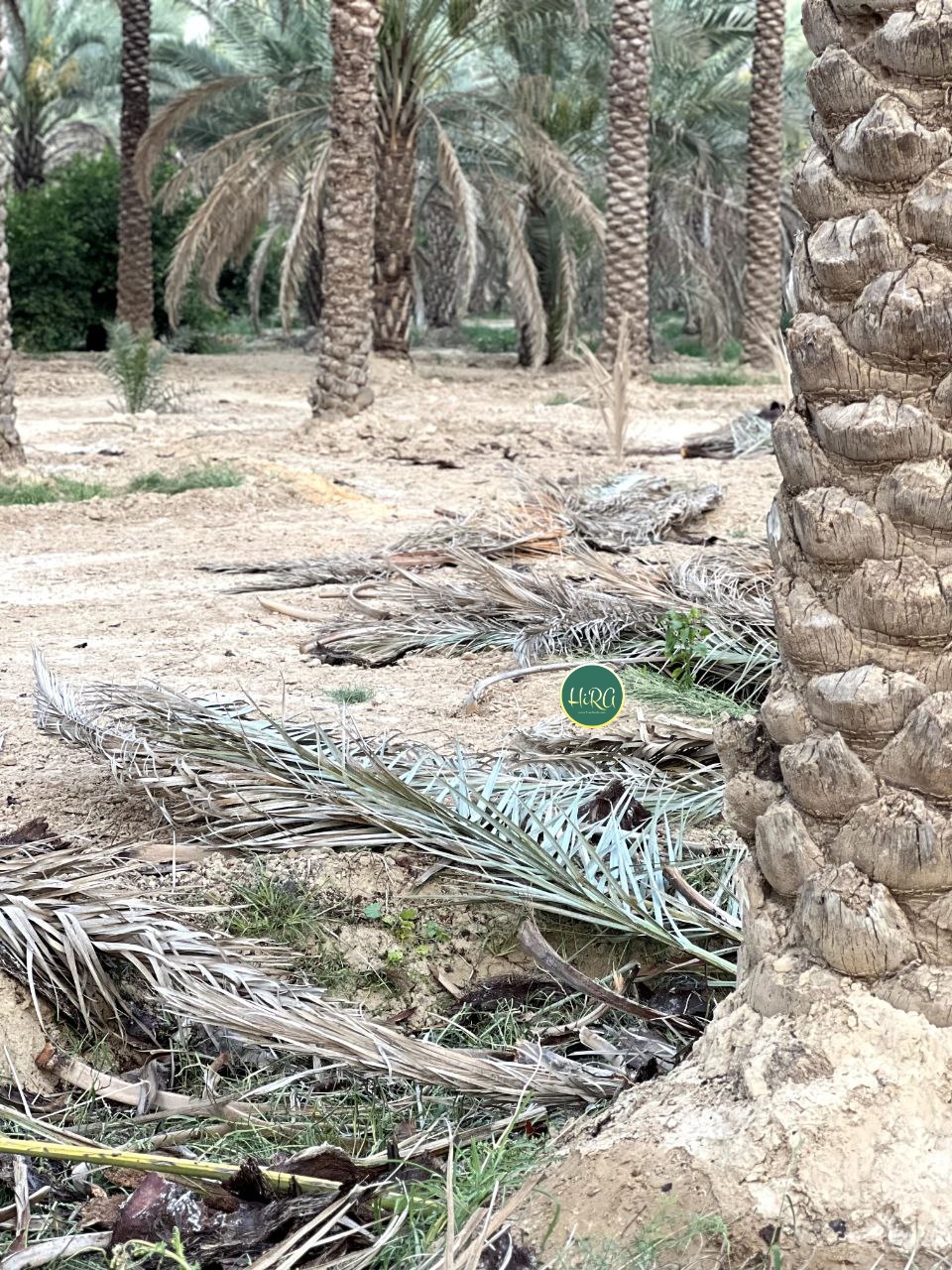 پیش برگ