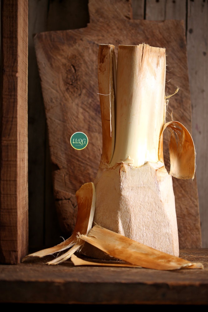 فواید پنیر نخل