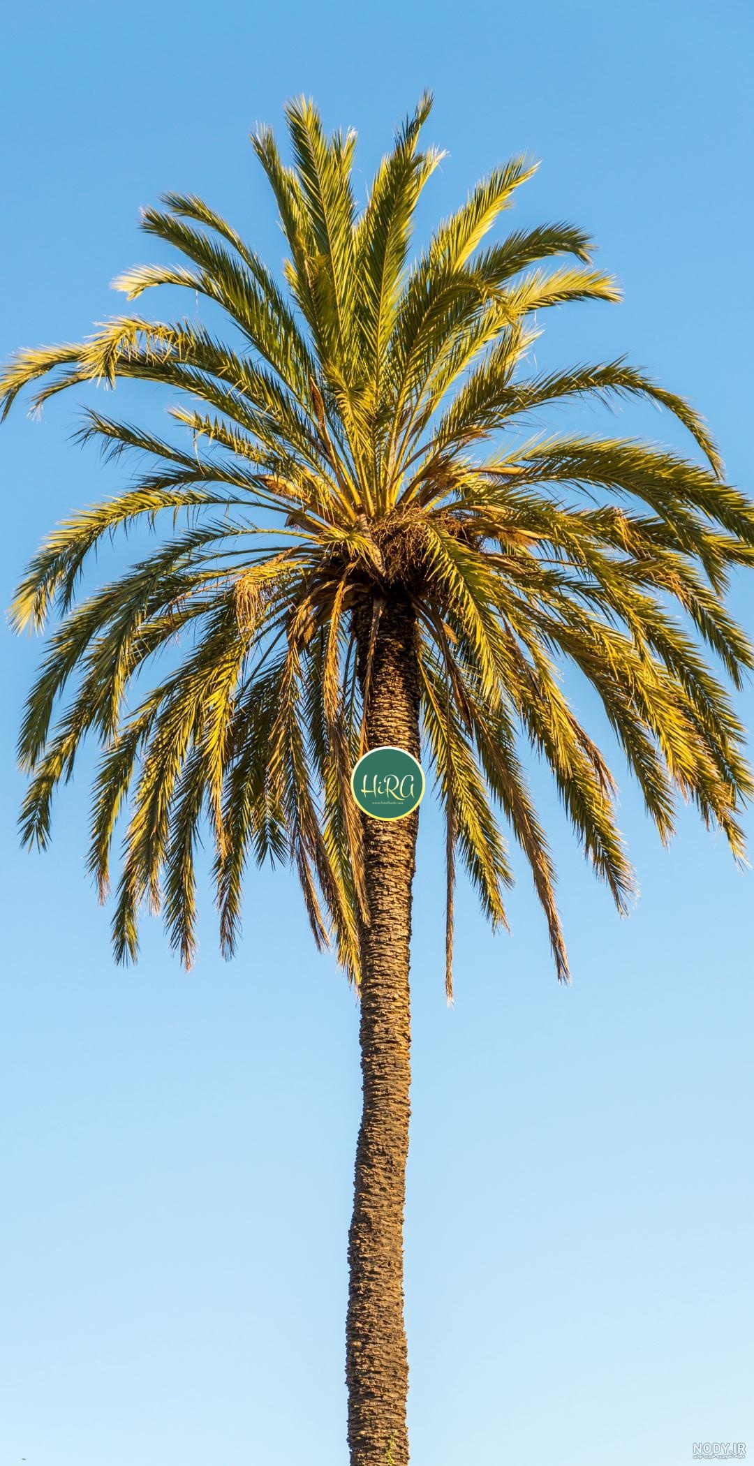 فواید نخل پیر